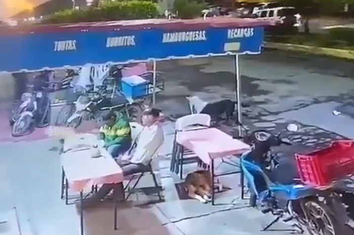 Perros callejeros en las inmediaciones de una zona comercial en Michoacán.