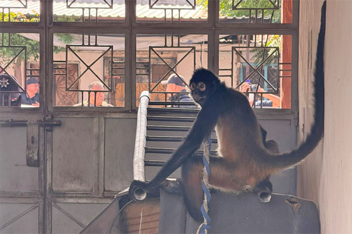 Operativo de cateo y rescate de fauna silvestre en Michoacán.