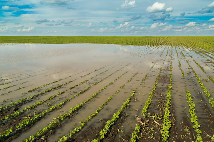 Representación de inundaciones en cultivos por El Niño.