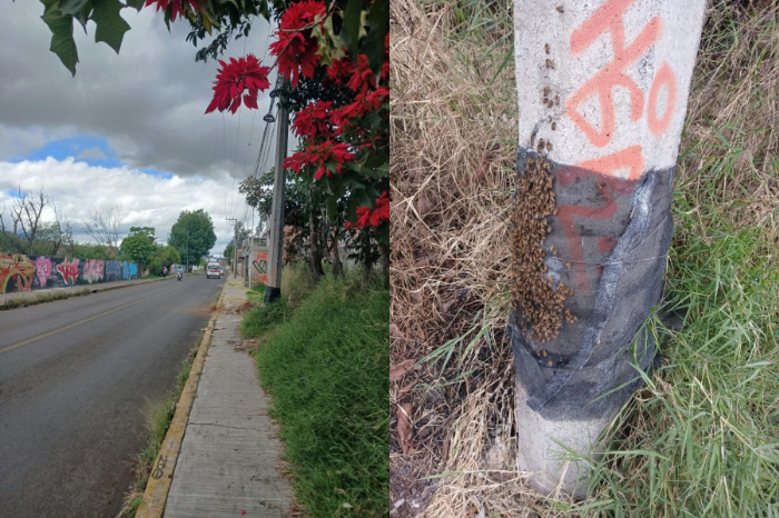 Enjambre de abejas en poste de CFE en Ejidal Tres Puentes, Morelia