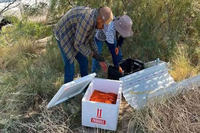 Moscas estériles contra el gusano barrenador en México