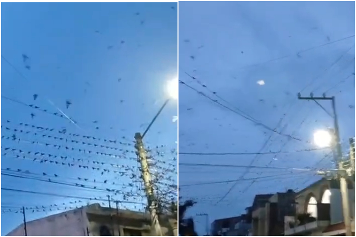 Parvada de golondrinas sobre cables en Lomas del Valle, Morelia