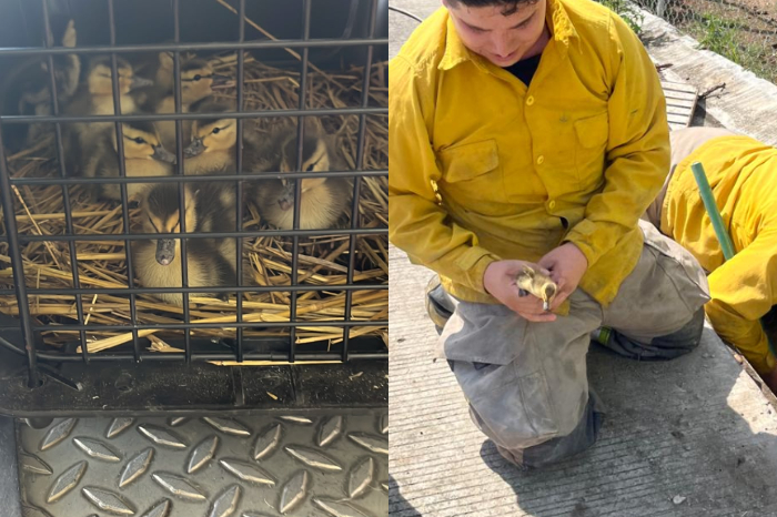 Rescatan a 9 patitos atrapados en drenaje de Morelia