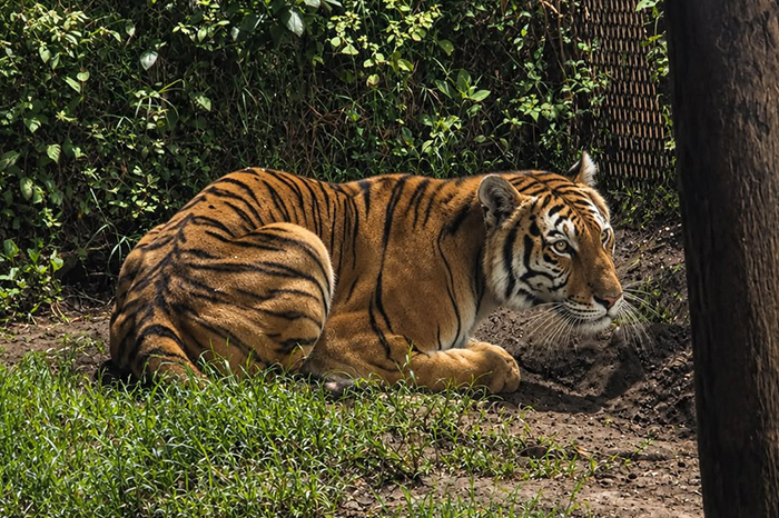 Imagen de Tigre de Bengala asegurado.