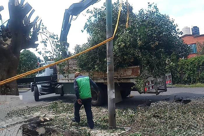Trabajadores municipales realizan mantenimiento de áreas verdes en Morelia