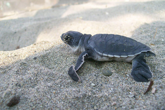 Decenas de crías de tortuga marina avanzando sobre la arena hacia el mar en la costa michoacana.