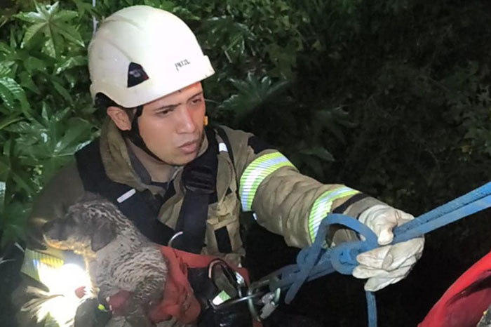 Elementos de Bomberos de Morelia rescatando a un pequeño perro del cauce de un canal con cuerdas y equipo de protección.