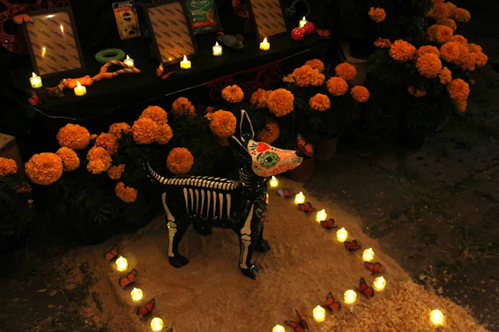 Altar Entre Huellas y Cempasúchil en Morelia, dedicado a mascotas fallecidas y animales víctimas de maltrato.