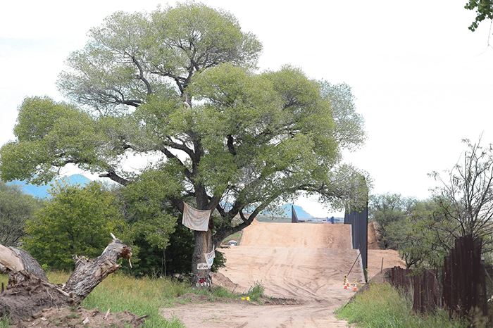 Derriban árbol centenario en Arizona para construir el muro fronterizo con México