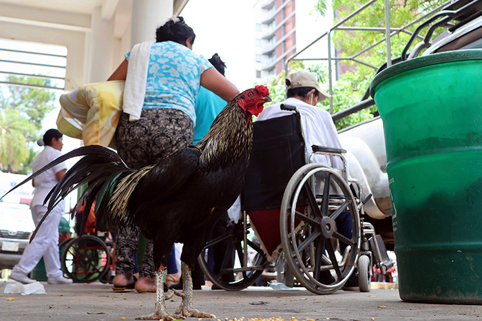 Martín, el gallo que permanece frente a un hospital de Bolivia desde la muerte de su dueño.