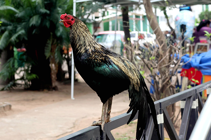 Martín, el gallo que permanece frente a un hospital de Bolivia desde la muerte de su dueño.