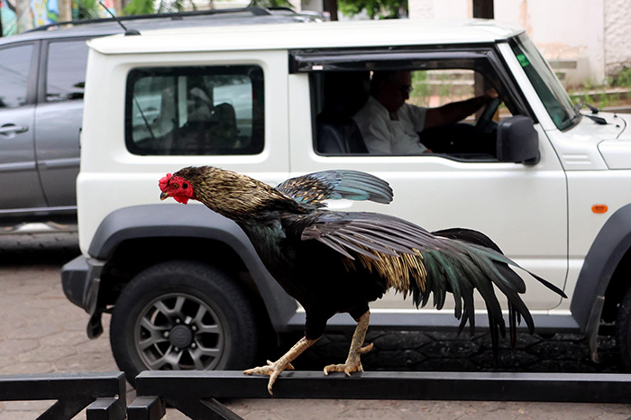 Martín, el gallo que permanece frente a un hospital de Bolivia desde la muerte de su dueño.