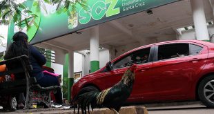 Martín, el gallo que permanece frente a un hospital de Bolivia desde la muerte de su dueño.