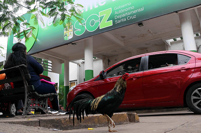 Martín, el gallo que permanece frente a un hospital de Bolivia desde la muerte de su dueño.