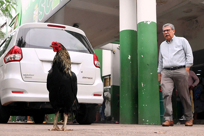 Martín, el gallo que permanece frente a un hospital de Bolivia desde la muerte de su dueño.