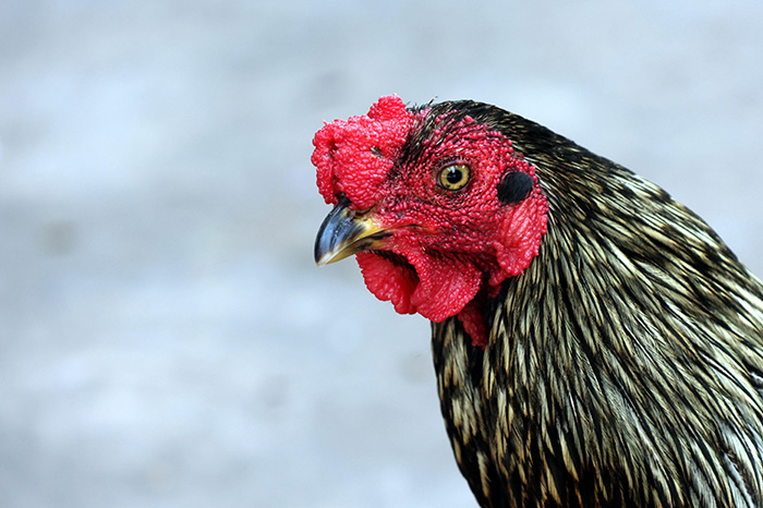 Martín, el gallo que permanece frente a un hospital de Bolivia desde la muerte de su dueño.
