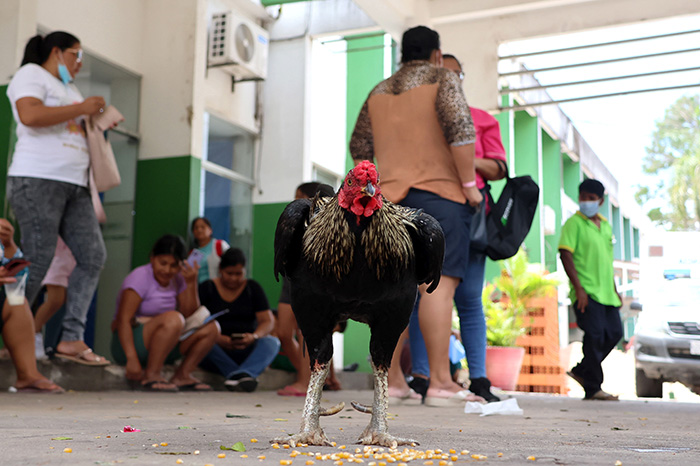 Martín, el gallo que permanece frente a un hospital de Bolivia desde la muerte de su dueño.