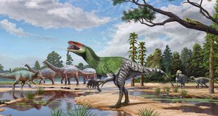 Reconstrucción artística de Invictibellatrix amberina, una especie de dinosaurio megaraptorano identificada a partir de un fósil craneal.