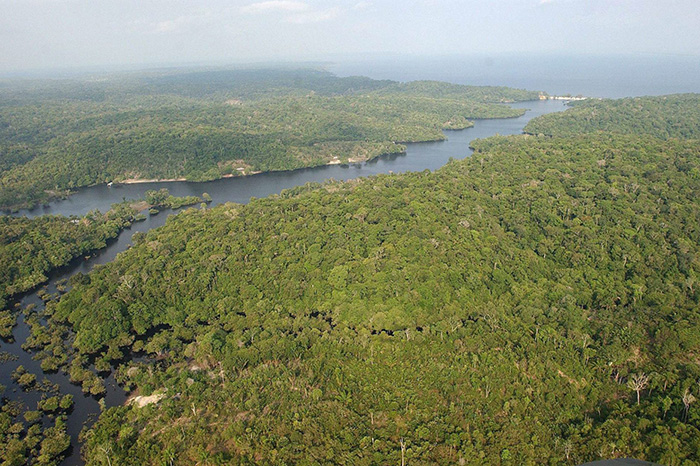 Operación Madre Tierra VIII de Interpol rescata animales en América Latina