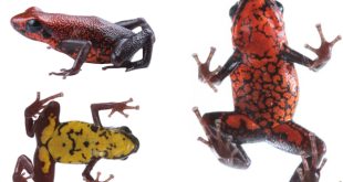 Nueva especie de rana venenosa Excidobates perplexus descubierta en Ecuador