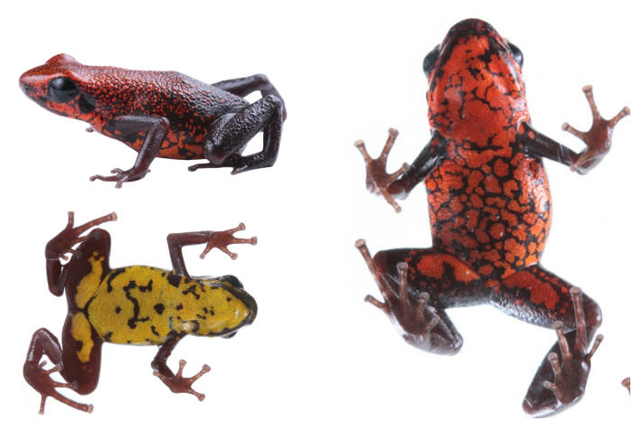 Nueva especie de rana venenosa Excidobates perplexus descubierta en Ecuador