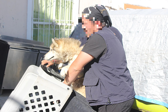 Rescate de una perrita husky durante un cateo por presunto maltrato animal en Villa Magna, Morelia.