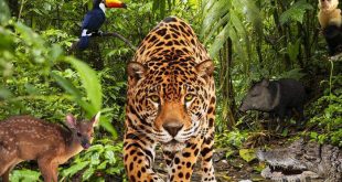 Collage sobre biodiversidad.