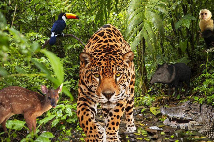 Collage sobre biodiversidad.