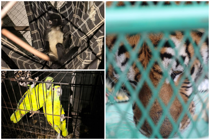 Zoológico de Morelia busca nuevos destinos para animales rescatados